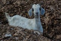 Grey young goat with small horns looking in the camera Royalty Free Stock Photo