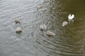 Young swan in family on a river water Royalty Free Stock Photo