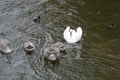 Young swan in family on a river water Royalty Free Stock Photo