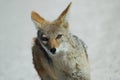 Greyback fox in Etosha