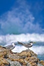 Greyheaded Gull and Greater Crested Tern, Walker Bay Nature Reserve, South Africa Royalty Free Stock Photo