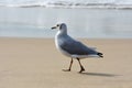 Greyheaded Gull Seagull Walking On Beach Larus cirrocephalus Royalty Free Stock Photo
