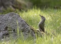 Greyheaded Woodpecker Royalty Free Stock Photo