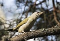 Greyheaded Woodpecker Royalty Free Stock Photo