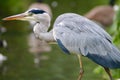 GreyHeron heron (Ardea cinerea) wading through water Royalty Free Stock Photo