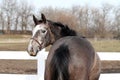 Grey Thoroughbred Gelding