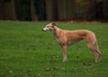 Greyhound Royalty Free Stock Photo