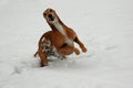 Greyhound Royalty Free Stock Photo
