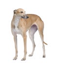 Greyhound Royalty Free Stock Photo