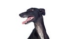 Greyhound breed dog