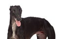 Greyhound breed dog