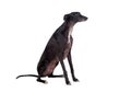 Greyhound breed dog