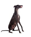 Greyhound breed dog