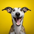 Cheerful Greyhound On Solid Background