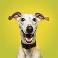 Cheerful Greyhound On Solid Background