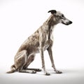 Greyhound breed dog isolated on a clean white background