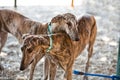 The Greyhound is a breed of dog native of Spain Royalty Free Stock Photo