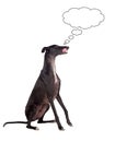 Greyhound breed dog thinking