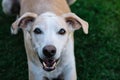 Greyhound and Breton Spaniel crossbreed dog looking at the camera lying on the grass. Selective focus Royalty Free Stock Photo