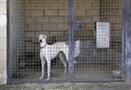 Greyhound caged