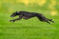 A greyhound is runnig fast