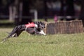 Greyhound coursing