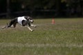 Greyhound coursing