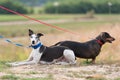 Two dogs in the park