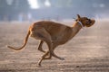 Greyhound derby race with live hare