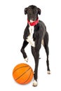 Greyhound dog, 18 months old, with a basketball