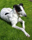 Greyhound dog Royalty Free Stock Photo