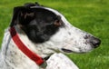 Greyhound dog Royalty Free Stock Photo