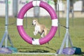 Greyhound at Dog Agility Trial Royalty Free Stock Photo