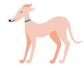 Greyhound dog. English dog. Greyhounds characters. Beautiful graceful dog stands. Flat Vector