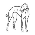 Greyhound dog - isolated vector illustration greyhound hound vector