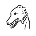 Greyhound dog - isolated vector illustration greyhound hound vector