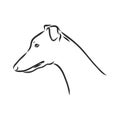 Greyhound dog - isolated vector illustration greyhound hound vector