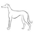 Greyhound dog isolated on white background