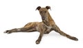 Greyhound Dog Laying Down Lokking Up Royalty Free Stock Photo