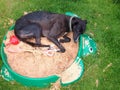 Greyhound dog lying in a child's sand pit.