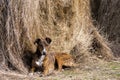 Greyhound dog lying on a straw bale