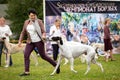 Greyhound dog outdoor on dog show at summer Royalty Free Stock Photo