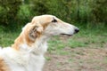 Greyhound dog portrait Royalty Free Stock Photo