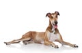 Greyhound dog posing white background