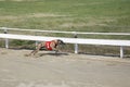 Greyhound dog racing at dog race court