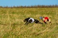 Greyhound dog racing in Poland. Two beautiful dogs on the run. Royalty Free Stock Photo