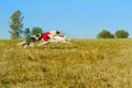 Greyhound dog racing in Poland. Two beautiful dogs on the run. Royalty Free Stock Photo