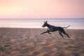 Dog runs along the beach at sunset. Whippet plays in the sand