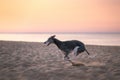 Dog runs along the beach at sunset. Whippet plays in the sand