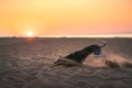 Dog runs along the beach at sunset. Whippet plays in the sand